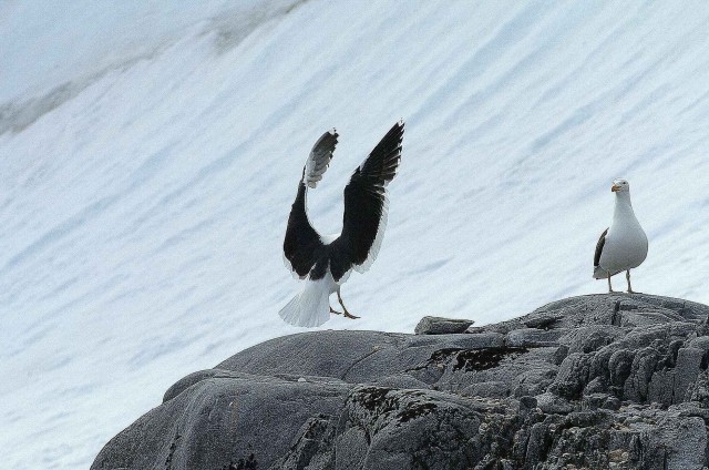 Северный ледовитый океан