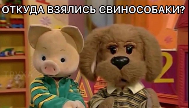 Свинья спрашивает.