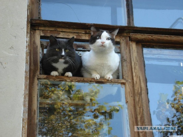 Жизненно