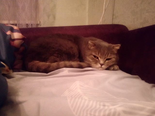 Распаковка iCat 13