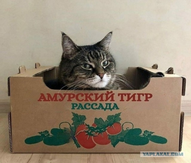 Барсик