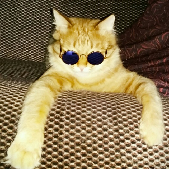Коты - мастера на все лапы