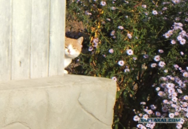 Я опять кота нашёл