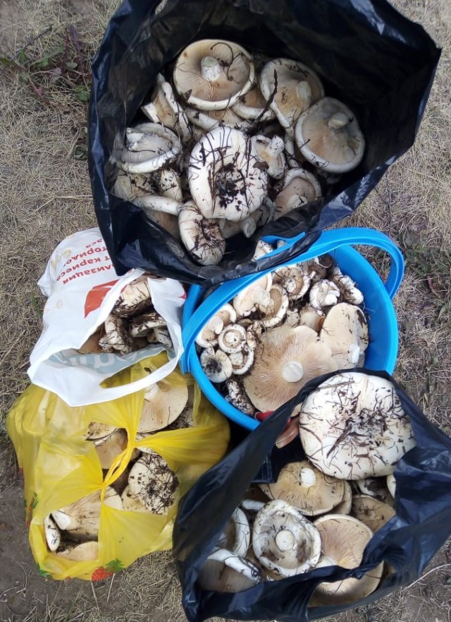 Перекличка грибников