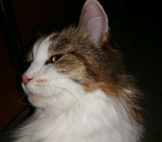 Котя моя. Ну и пусть собакочетверг!