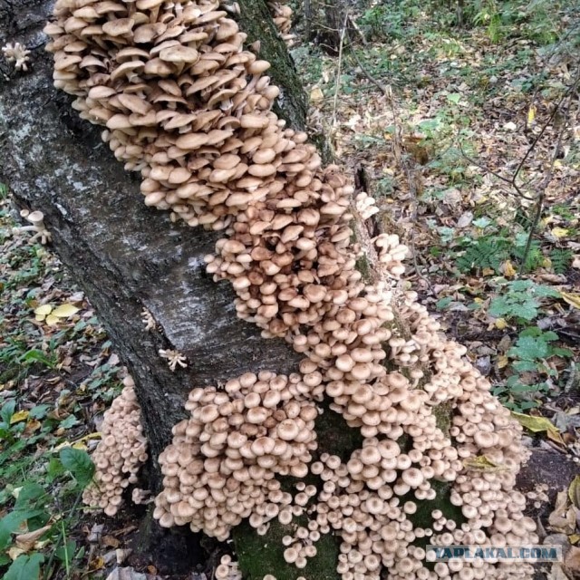 Накосили