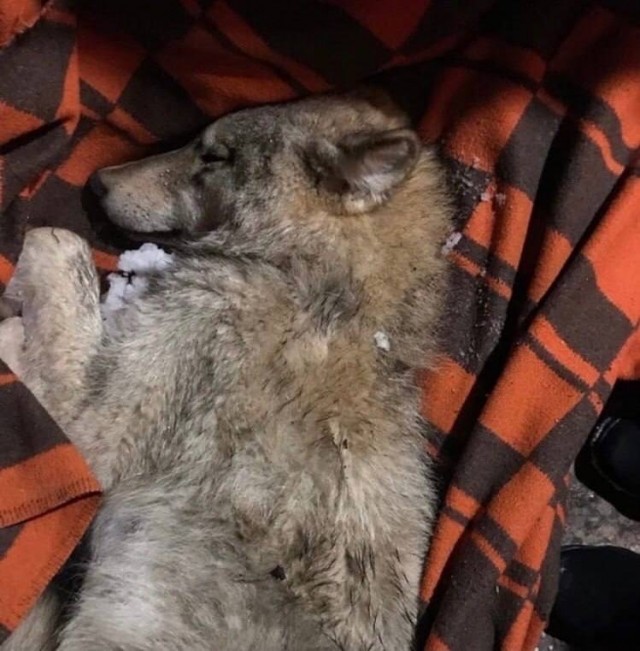 Спасённая собака оказалась раненым волком