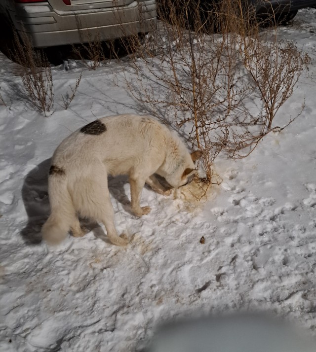 Собакен в ночи