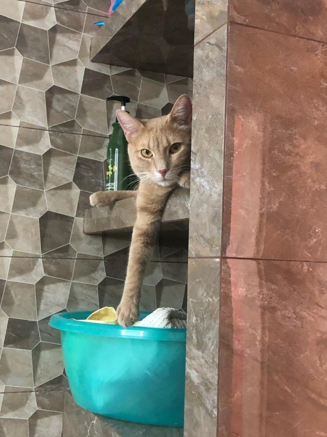 Всех с котовторником