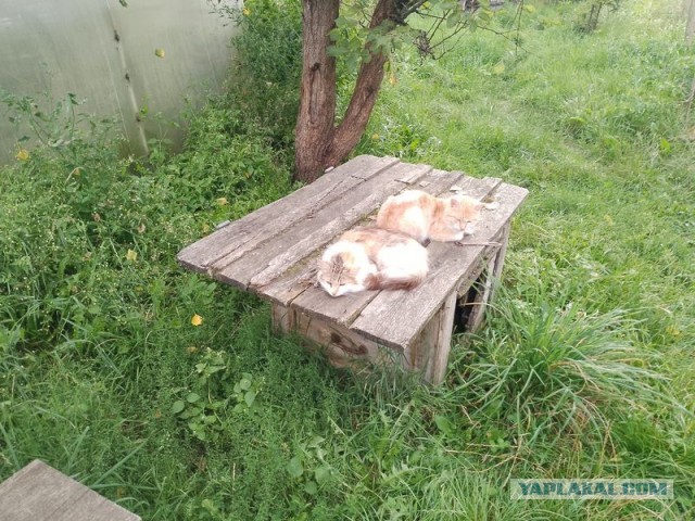 Жизнь домашнего приюта для котеек 508