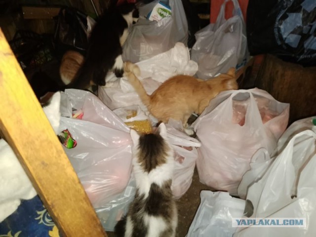 Жизнь домашнего приюта для котеек 526