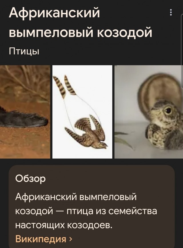 Прокачала крылья