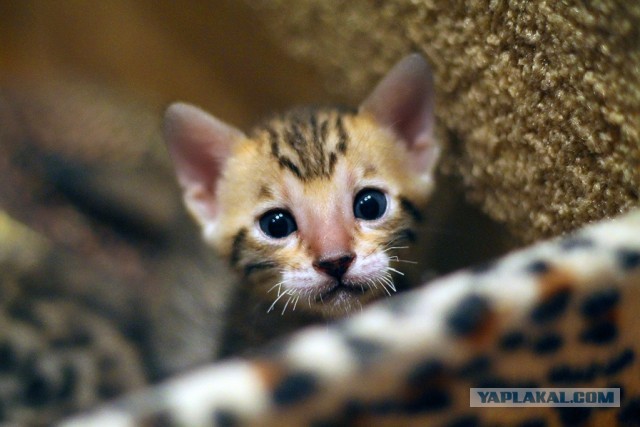 О бенгальских котах на наглядном примере