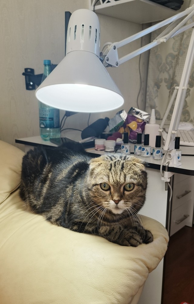 Котовторник