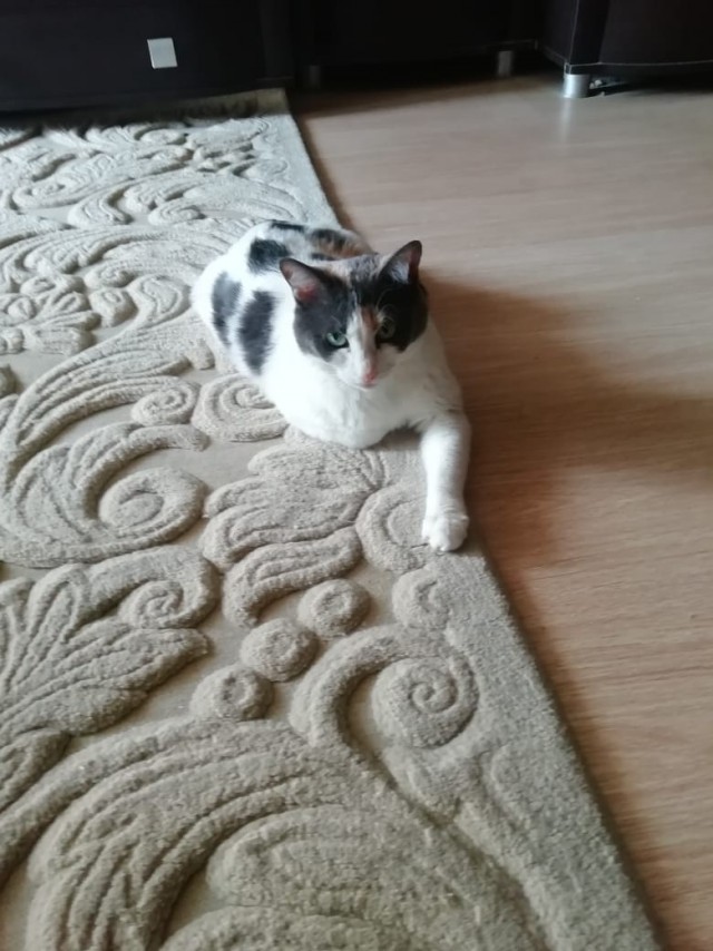 Котовторник