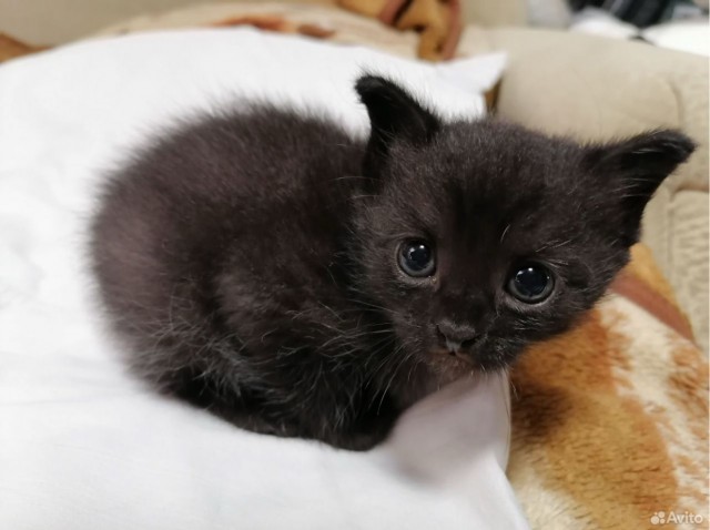 Его первый вторник