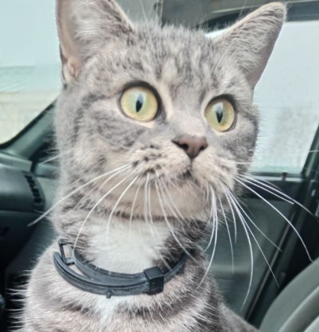 С котовторником!
