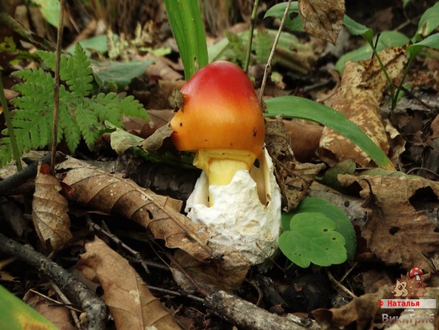 Цезарский гриб дальневосточный - поход за грибами