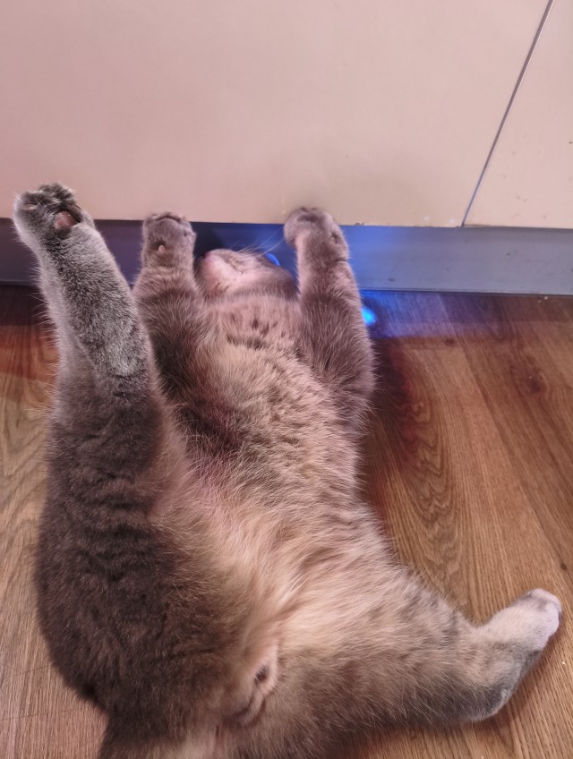 Коты могут спать буквально где угодно