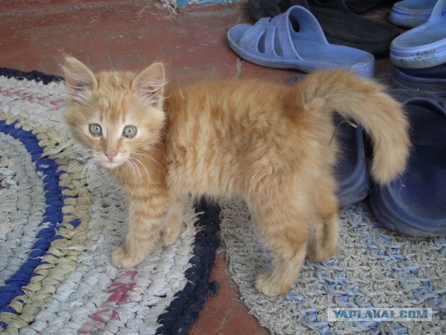 Котовторник 9.07.2013