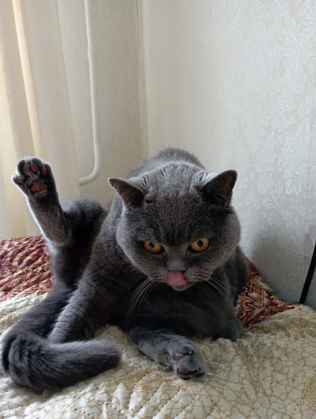 Нужен совет новому кошатнику!