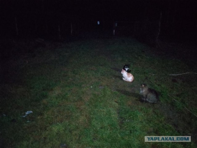 Жизнь домашнего приюта для котеек 566