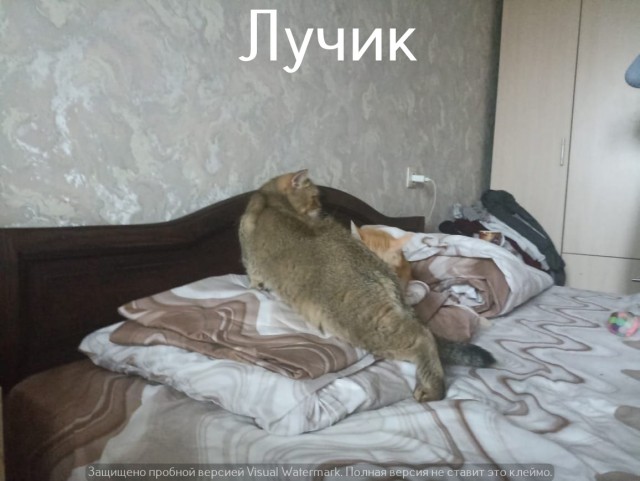 Жизнь домашнего приюта "Котоленд" 525