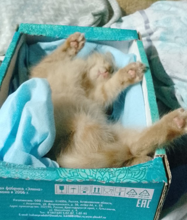 Бааарсик)