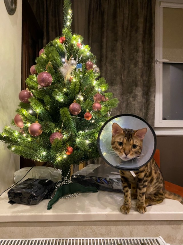 Мой кот