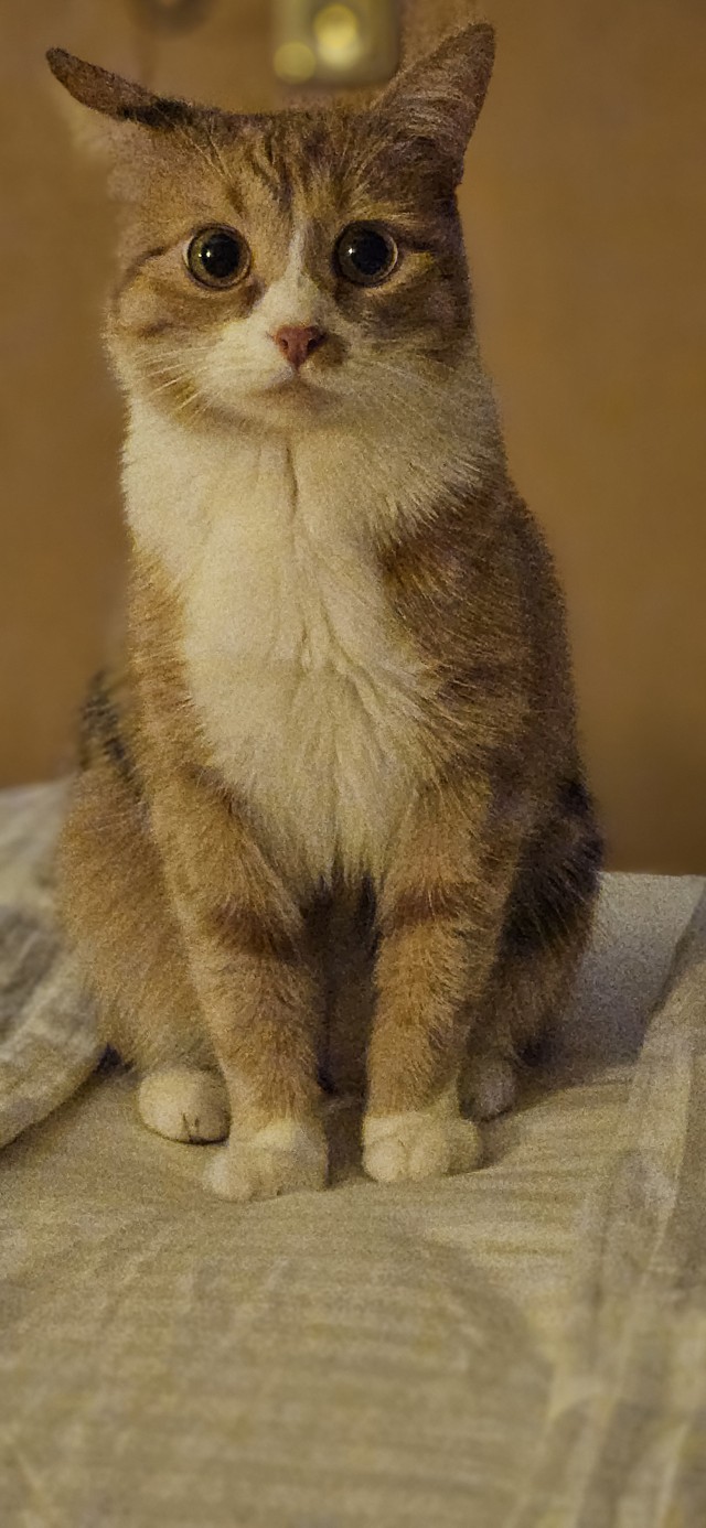 А котовторник уже пришёл?