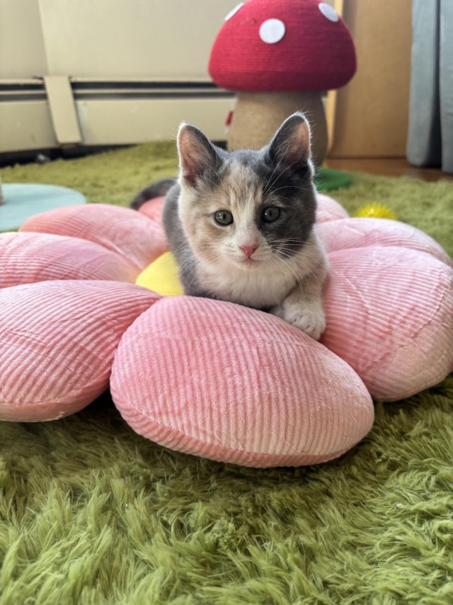 Женщина нашла пять котят зимой в заброшенном гараже