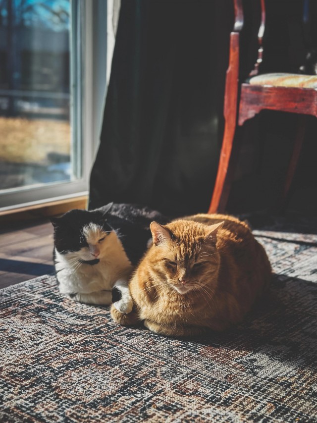 Рандомных фото котов тред