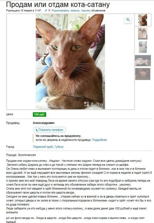 Ориентальный кот