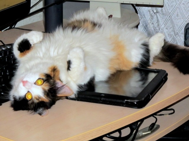 Котовторник 23.07.2013