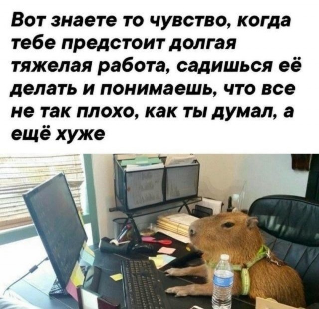 Веселые картинки в пятницу (05.06)