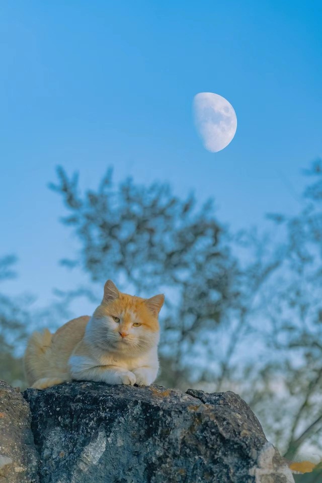 Котэ и Луна