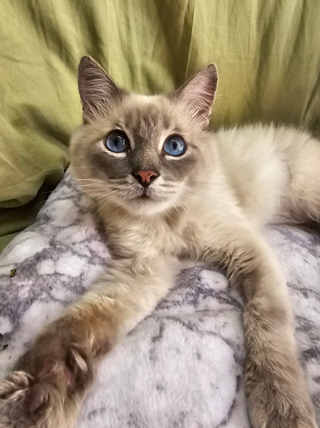 Котики в добрые руки