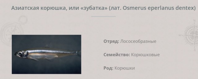 C рыбой полный швах.
