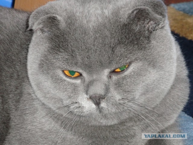 Котовторник  05.11.2013