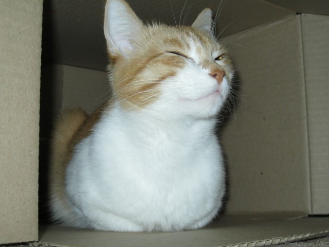 Котовторник   17.12.2013
