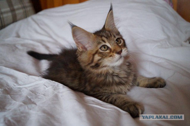Котовторник  08.04.2014