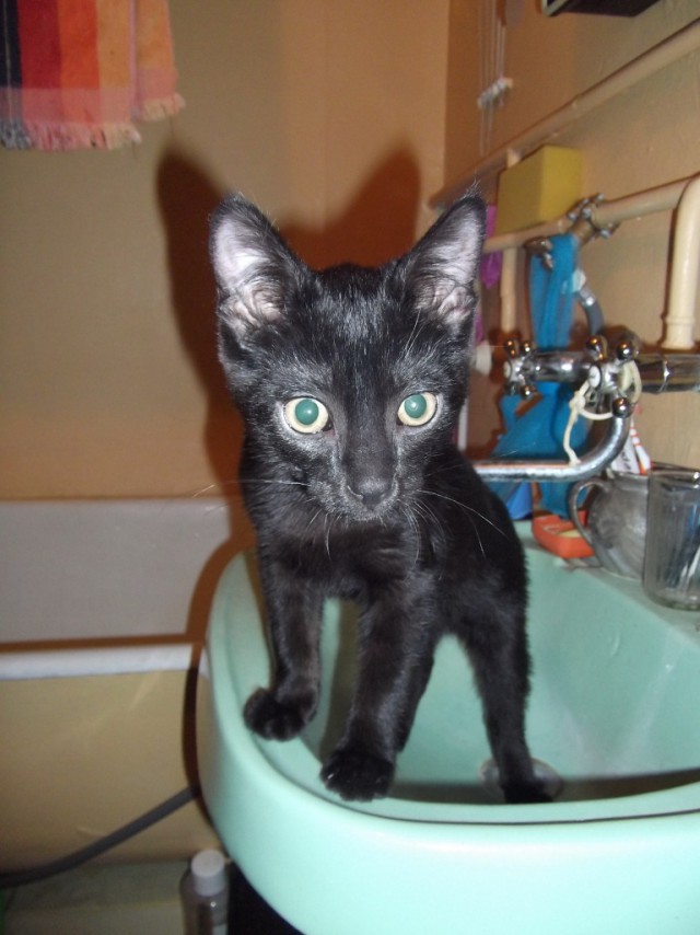 Котовторник 10.06.2014