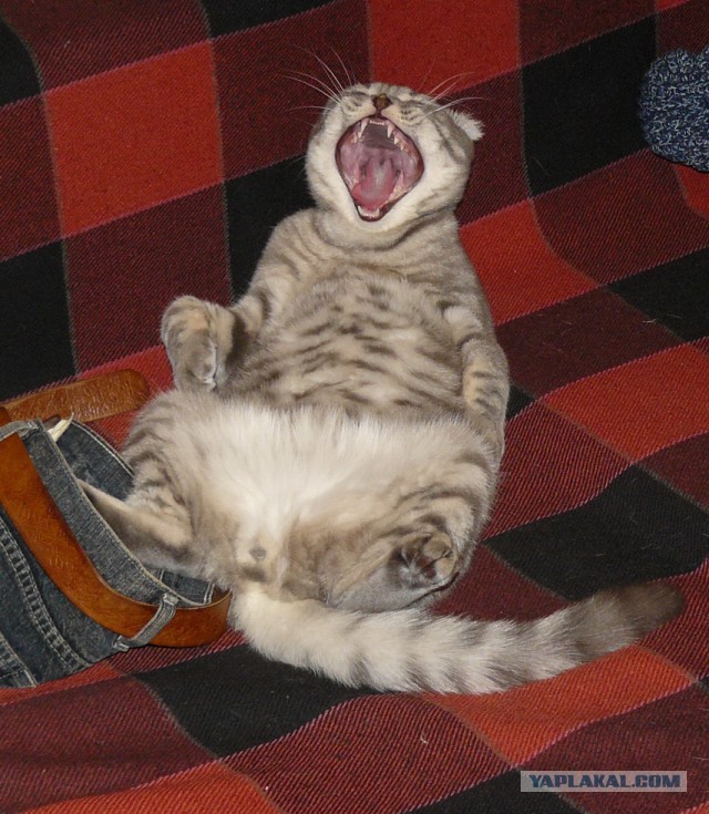 А у тебя есть фото твоей зевающей котейки ?