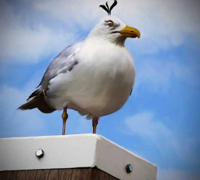 Angry Birds в реальной жизни