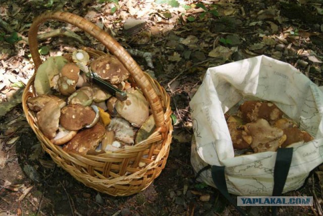 Вспомним лето! Вылазка за грибами.