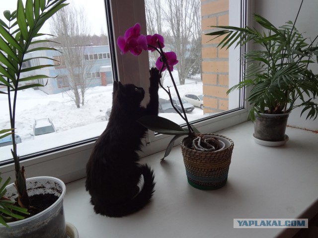 Котовторник