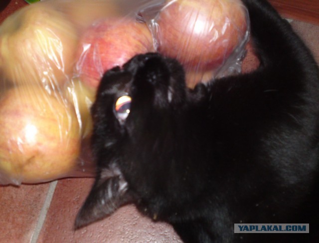Котовторник на вторник, Котовторник