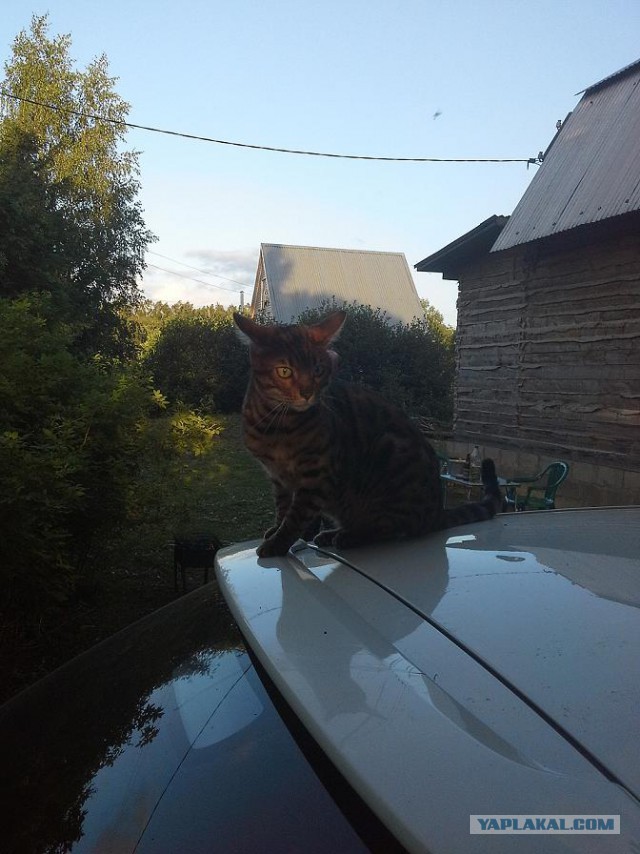 Котовторник 7.07.2015