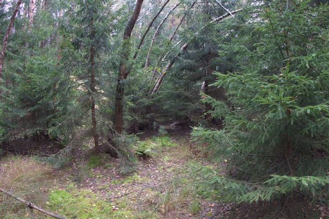 Золотая осень