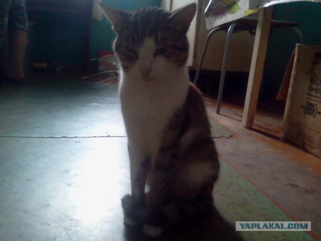 Котовторник 28.07.2015
